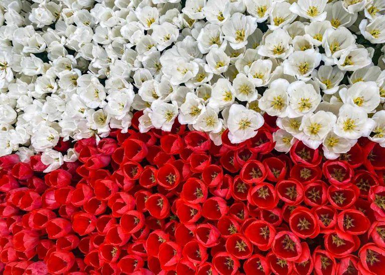 10-11.11.2025 JCK Muflon będzie nieczynne